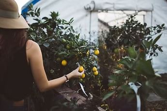 La metáfora del jardín